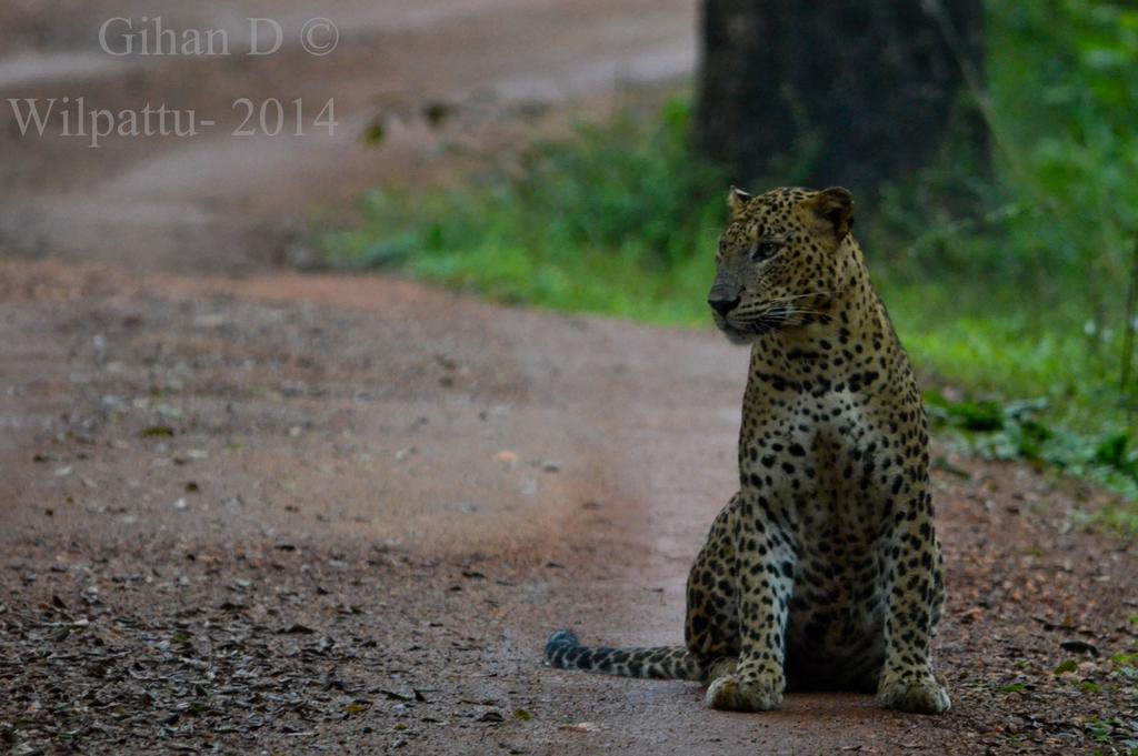 Llt Tourist Inn And Safari Jeep Wilpattu Nationalpark Exterior foto