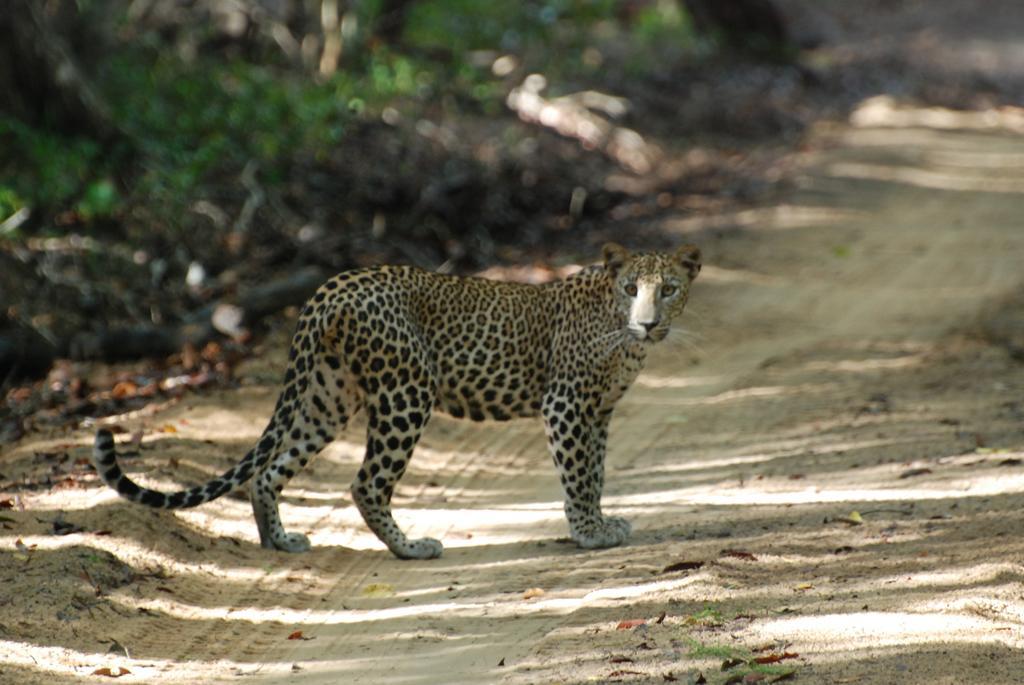 Llt Tourist Inn And Safari Jeep Wilpattu Nationalpark Exterior foto