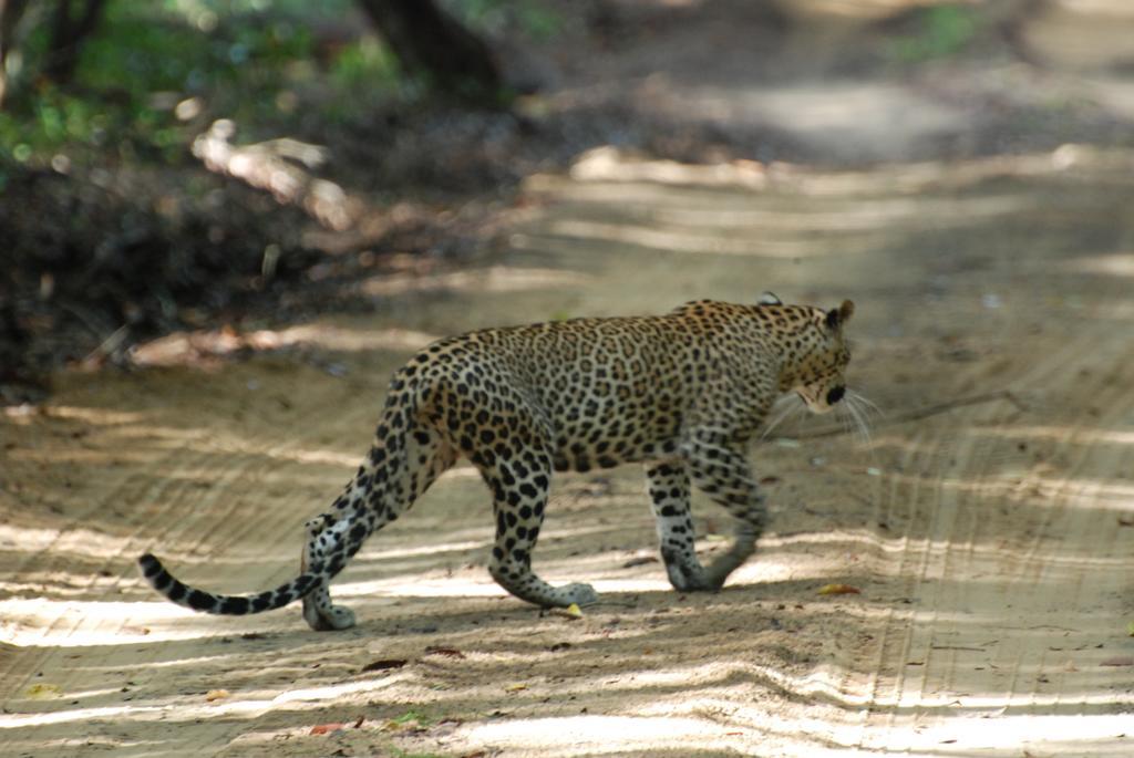 Llt Tourist Inn And Safari Jeep Wilpattu Nationalpark Exterior foto