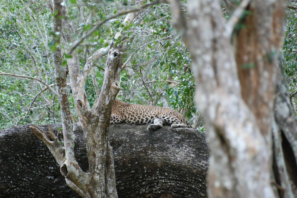 Llt Tourist Inn And Safari Jeep Wilpattu Nationalpark Exterior foto