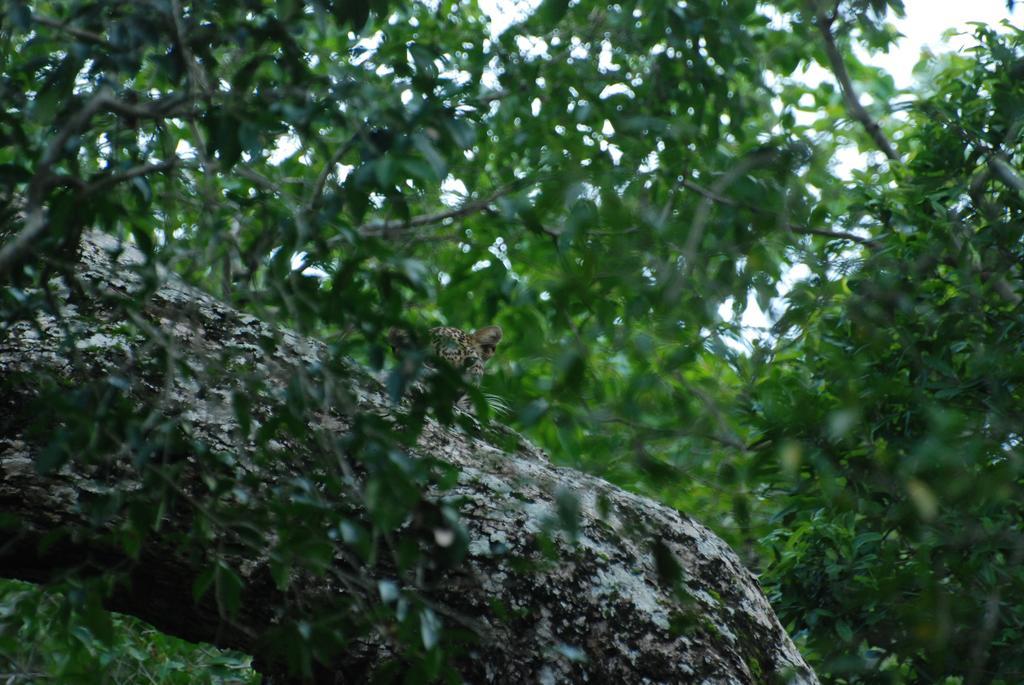 Llt Tourist Inn And Safari Jeep Wilpattu Nationalpark Exterior foto